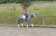 chic dark grey mare with great character