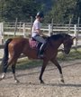 7YO mare queenie