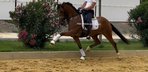 Top Sport Horse - Lusitano