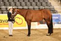 Large-framed, expressive Quarter Horse mare