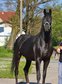 Beautiful black broodmare out of Grand Prix line 