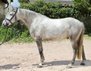 Beautiful Cruzado gelding for dressage and leisure time