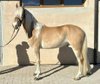 Haflinger Stallion 