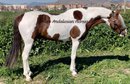 Beautiful andalusian horse