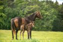 Wonderful Quarter Horse filly in Silver Bay