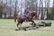 Sorrel gelding standing 15.2 hands.