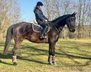 Great gelding for leisure, dressage & jumping