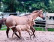 Great offspring of Quarter Horse stallion Hollys Electricspark