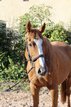 Beginner horse! Gelding for leisure, dressage & cross-country