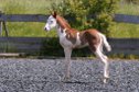 Exceptional Quarter Horse filly