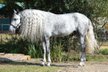 Fantastically beautiful Andalusian gelding