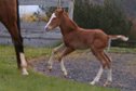 Top bred Quarter Horse filly