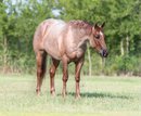 Smart and Gentle Quarter Horse geling .