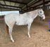 13 year old 14.2 hand Appaloosa gelding 