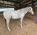 13 year old 14.2 hand Appaloosa gelding 