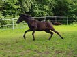 Thoroughbred Arabian Mare Egyptian, black, 18 months