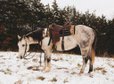  6 year old gorgeous dapple grey gelding