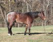 7-year-old, 15H, Quarter horse Gelding