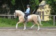 Beautiful gelding with top riding characteristics