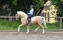 Beautiful gelding with top riding characteristics