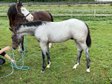 Bay roan Quarter Horse Hengstfohlen für Reining/Allround