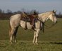 Gorgeous Mare with great  movement and versatility.