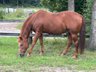 Kräftiger, rüstiger Quarter Horse Hengst