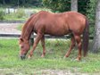 Kräftiger, rüstiger Quarter Horse Hengst