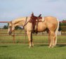 Palomino gelding, stands 15.1 and weighs 1250