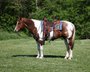  Sauerampfer Tobiano Paint Quarter Horse Wallach.