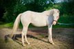 Exceptional Quarter Horse mare in great Cremello colour