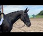 Elegant 5jä. Black mare of the rideability sire Millenium