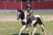 6 Jahre altes schwarz-weiß lackiertes Pony