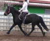 Friesian mare "Hilde"!