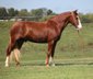 Handsome 5-year-old chestnut Quarter Horse