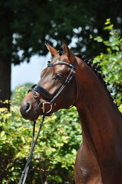 Top-Dressage-Horses