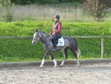 Tolles Allrounder Pony