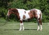 11 Jahre alt, Paint Quarter Horse.