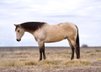 Versatile and well-trained Quarter Horse.