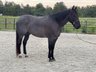 8 year old gelding, standing 15.2 hands