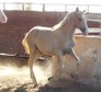 PRE Palomino filly / full papers