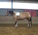 Beautiful, strong Paint Horse mare in great color