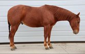 Strong and Calm Quarter Horse Gelding.