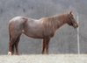 Wunderschöne Quarter Horse Stute mit einer Standzeit von 14'3hh.