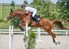  jumper mare for amateurs, 120- parcour show records