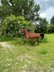 Kwpn mare leisure horse broodmare dressage horse young horse 