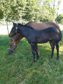 Cool, well-built Quarter Horse colt