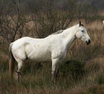 Camargue Horse Horse