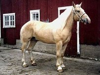 American Cream Draft Horse Pferd