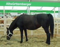 Altwurttemberg Horse